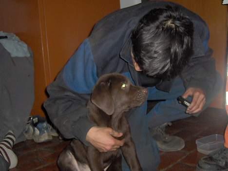 Labrador retriever Tyzon <3 - storebror, og tyzon <3 billede 18