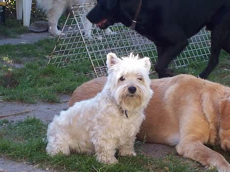 West highland white terrier Frida - øhhh. er det mig du tager billeder af eller er det malou? :s  billede 12