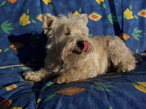 West highland white terrier Frida - mmmm. mor spiser grilll mad!!! :) billede 13