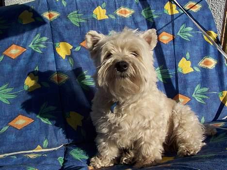 West highland white terrier Frida - ups! taget på fersk gerning  i at savle!         :D billede 14