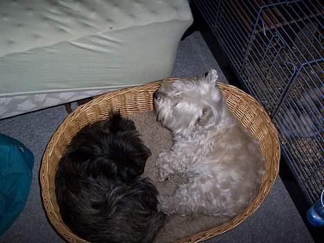 West highland white terrier Frida - hey!!!  moar hjælper du lige hun tog min kurv!  :( billede 15