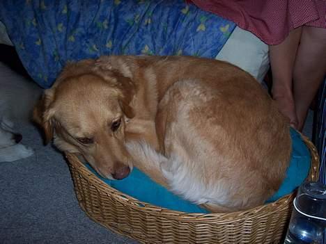 Blanding af racer malou - æhh. Frida din kurv er vidst ikke lige min størrelse!  :) billede 11