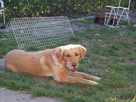 Blanding af racer malou - hvis du kommer nærmere løber jeg altså!!! :D  billede 12