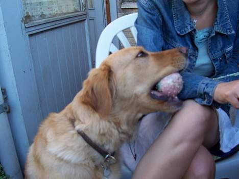 Blanding af racer malou - vil du ikke have min dejligt tilsavlede bold, Annika???  vil du ikke? billede 13