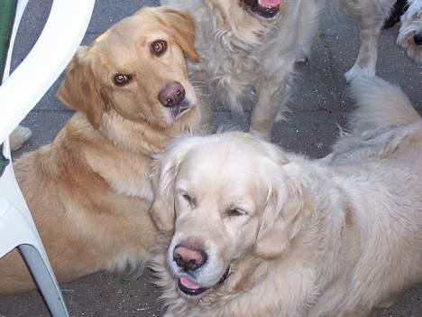 Blanding af racer malou - åhhh. min elskede theo!!! godt nok er han lidt træt men hvad gør det!!? billede 14