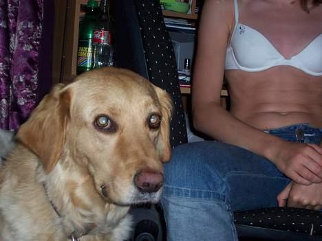 Blanding af racer malou - det var altså ikke mig der spiste resterne på bordet!!! JEG tror det var kattene!!!  :) billede 16