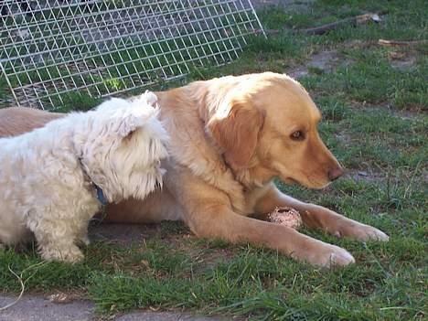 Blanding af racer malou - jeg er ikke sikker men jeg tror hun vil tage min bold!  :/  billede 17