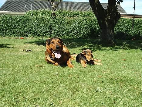 Blanding af racer | Bisse - Seee hvor pænt vi kan ligge! ;-) billede 13