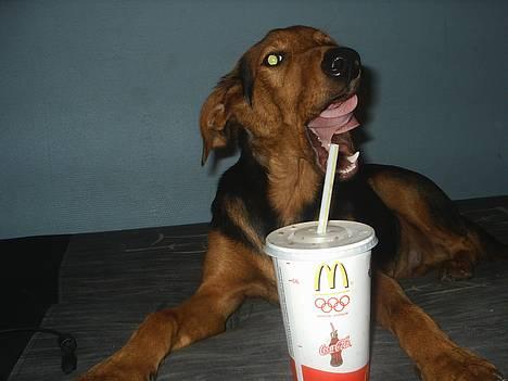 Blanding af racer | Bisse - Mmmh.. Der er intet som en iskold cola! ;-)  billede 14