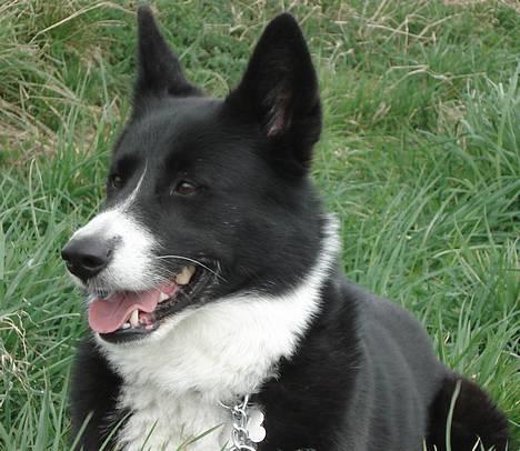 Karelsk bjørnehund Talli R.I.P 21 maj 2010 billede 13