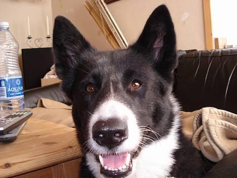 Karelsk bjørnehund Talli R.I.P 21 maj 2010 billede 14