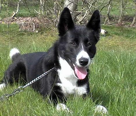 Karelsk bjørnehund Talli R.I.P 21 maj 2010 billede 15