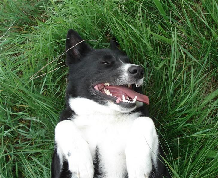 Karelsk bjørnehund Talli R.I.P 21 maj 2010 - Nyt billede 16