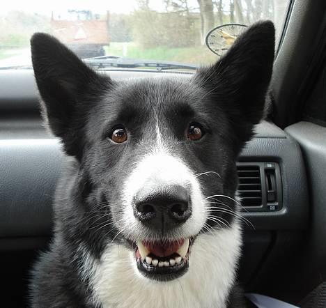 Karelsk bjørnehund Talli R.I.P 21 maj 2010 billede 17