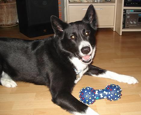 Karelsk bjørnehund Talli R.I.P 21 maj 2010 billede 18