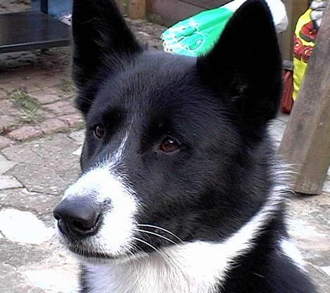 Karelsk bjørnehund Talli R.I.P 21 maj 2010 billede 19