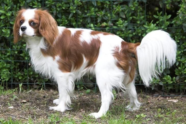Cavalier king charles spaniel Lucky (i hundehimlen) - Webpic.dk billede 6