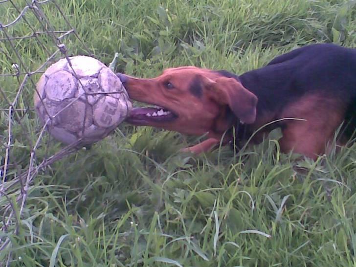 Blanding af racer | Bisse - Grrrr.. så kom dog ud din dumme bold! billede 15