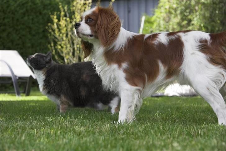 Cavalier king charles spaniel Lucky (i hundehimlen) - Webpic.dk billede 7