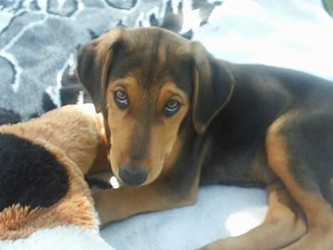 Blanding af racer | Bisse - Jeg er da ikke til at stå for, er jeg? ;-)  billede 19