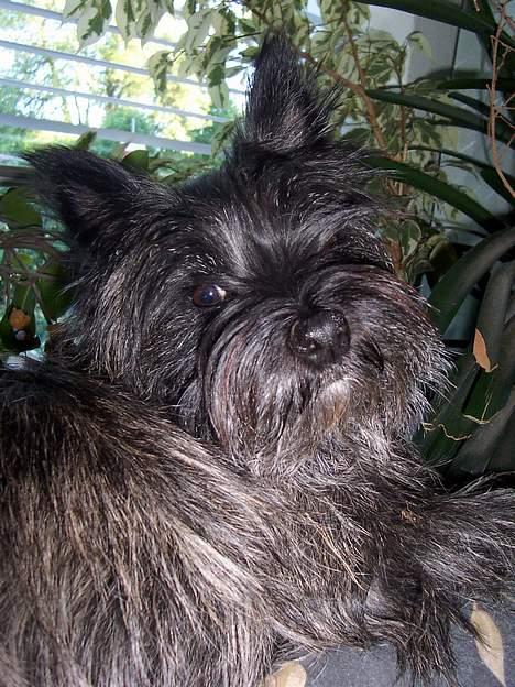 Cairn terrier Vicky Leandros *HIMMELHUND* - jeg prøvede altså på at sove!!!! billede 10