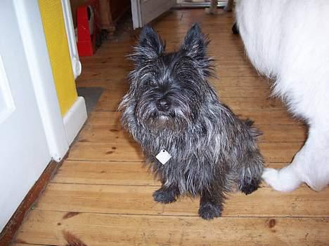 Cairn terrier Vicky Leandros *HIMMELHUND* - hvad laver du? billede 11