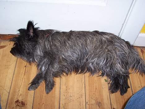 Cairn terrier Vicky Leandros *HIMMELHUND* - du kan altså ikke se min tykke mave endnu!!!! billede 12