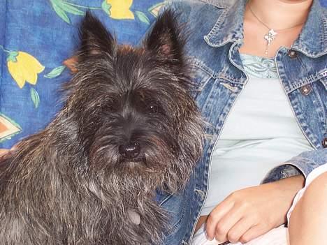 Cairn terrier Vicky Leandros *HIMMELHUND* - hvad laver de andre hunde? billede 14