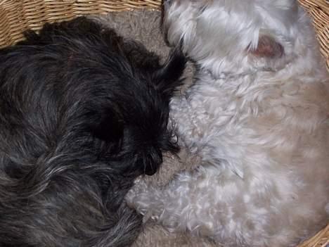 Cairn terrier Vicky Leandros *HIMMELHUND* - haha!!!! har snuppet Frida´s  kurv men hun vil ikke oppe ud selv om jeg gør mit bedste for at skrænme hende!!! billede 15