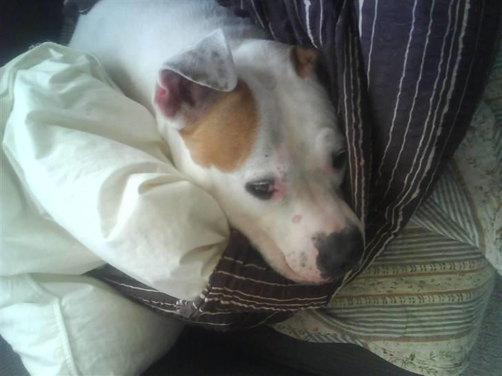 Amerikansk staffordshire terrier chika fik fred 23-03/10 billede 10