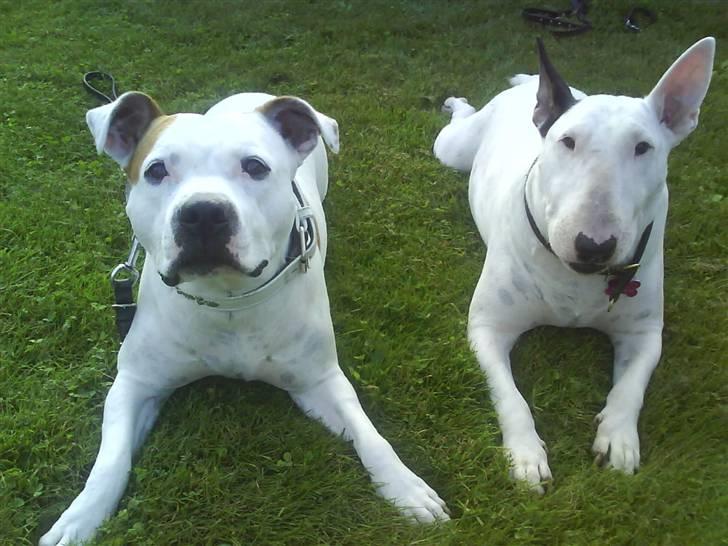 Amerikansk staffordshire terrier chika fik fred 23-03/10 billede 11