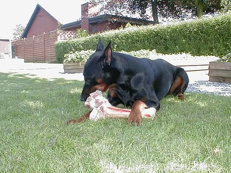 Dobermann Nashville Boy billede 7