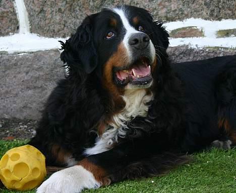 Berner sennenhund Did you call me sexy - sille leger med bold.. taget af camilse billede 17