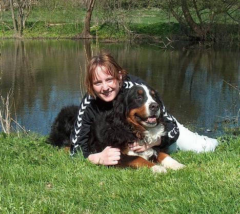 Berner sennenhund Did you call me sexy - hehe spørg mig ikek havd hun laver.. taget af Camilse billede 18