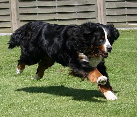 Berner sennenhund Did you call me sexy - fuld fart over feltet.. taget af CaMilse billede 19
