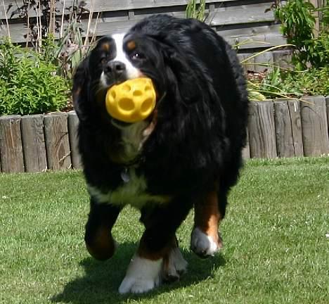 Berner sennenhund Did you call me sexy - hehe med boldt i munden.. Taget af CAmilse billede 20