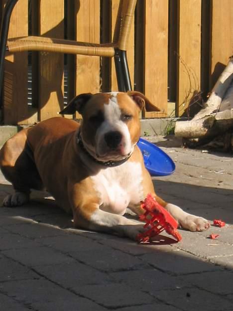 Amerikansk staffordshire terrier Freya billede 8