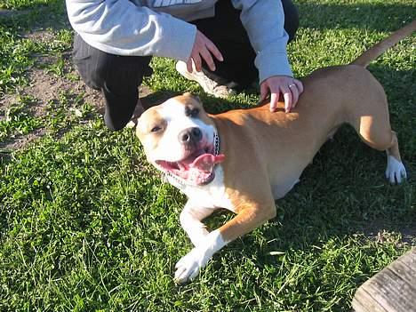 Amerikansk staffordshire terrier Freya billede 11