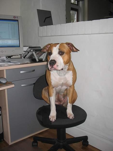 Amerikansk staffordshire terrier Freya billede 12