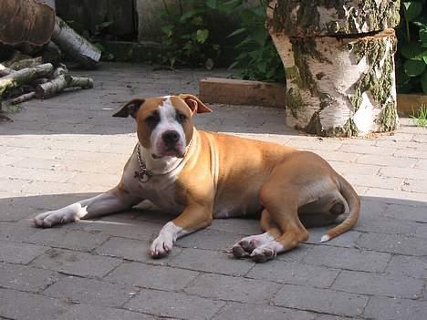 Amerikansk staffordshire terrier Freya - Freya juli 2005 billede 13