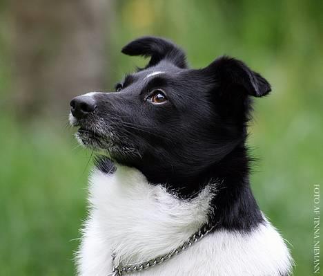 Blanding af racer max - er lige ved at charme en lækker "damehund" billede 19