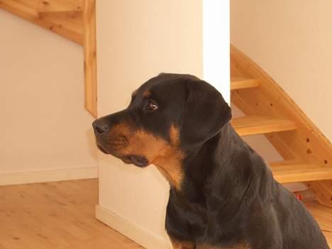 Rottweiler Ascha RIP - stor pige billede 5