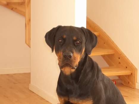 Rottweiler Ascha RIP - fotogen billede 6