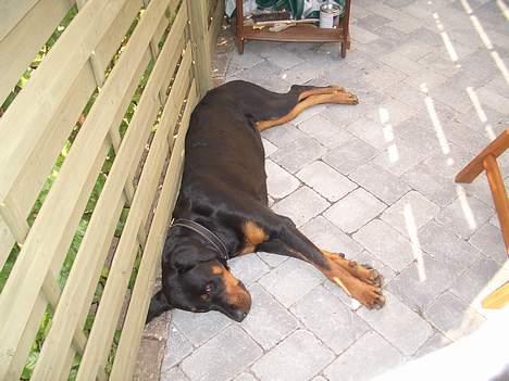 Rottweiler Ascha RIP - selvom man er stor kan man godt være træt billede 7