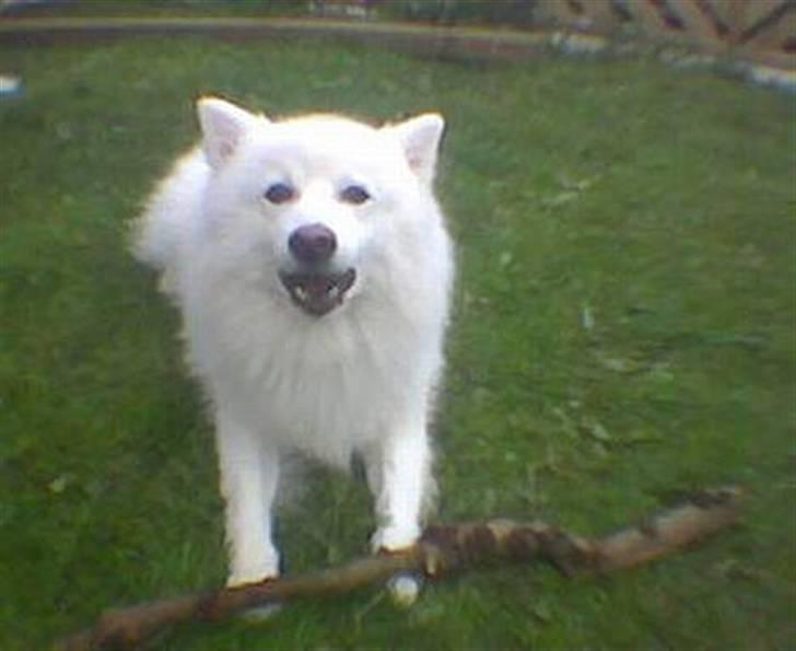 Japansk spids Thai DØD R.I.P billede 6