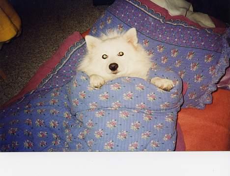 Japansk spids Thai DØD R.I.P billede 7