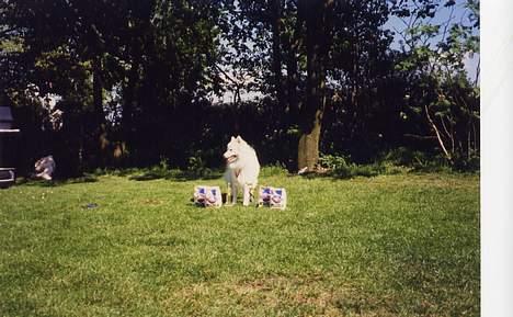 Japansk spids Thai DØD R.I.P billede 8