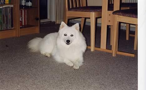 Japansk spids Thai DØD R.I.P billede 9