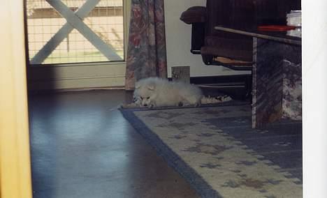 Japansk spids Thai DØD R.I.P billede 10