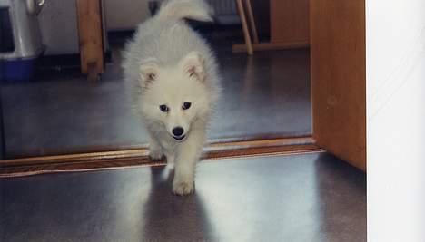 Japansk spids Thai DØD R.I.P billede 11